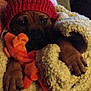 dog, blanket, knitted_hat, toy, paw, cozy, indoor, pet, brown_dog, sleepy, warm, soft_texture, close_up, cute, resting, comfort, animal, wrapped, relaxed, furry