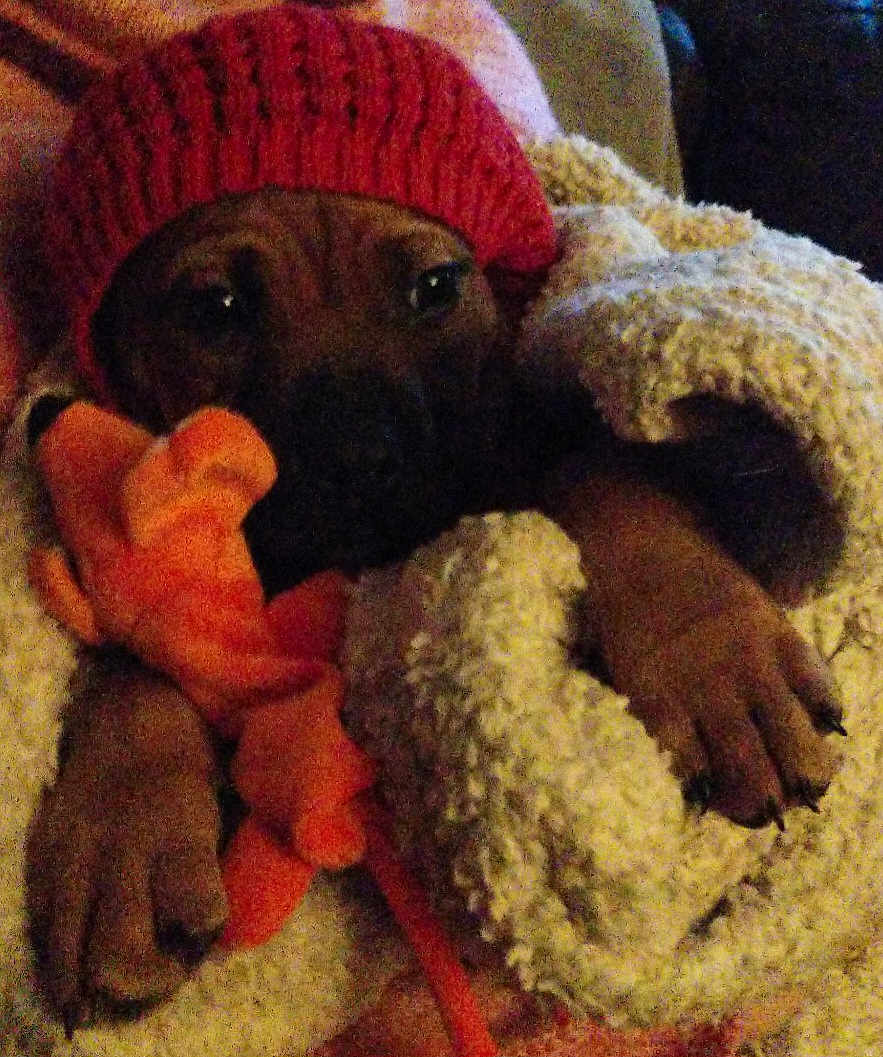 Logan joined the competition — help win amazing prizes! dog, blanket, knitted_hat, toy, paw, cozy, indoor, pet, brown_dog, sleepy, warm, soft_texture, close_up, cute, resting, comfort, animal, wrapped, relaxed, furry