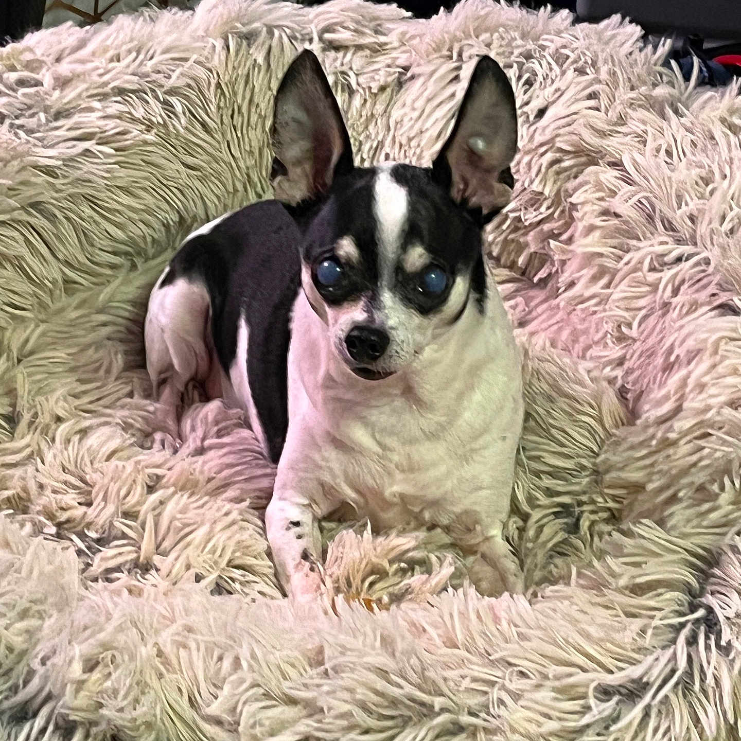 Pepito joined the competition — help win amazing prizes! animal, ball, bed, bedroom, blanket, bostonbull, bulldog, canine, chihuahua, cushion, dog, furniture, homedecor, hound, indoors, pet, puppy, room, terrier, whitedog