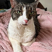 Berenice joined the competition — help win amazing prizes! animal, bedroom, cat, close_up, cozy, cute, domestic_animal, feline, fur, green_eyes, indoor, pet, pink_blanket, portrait, relaxed, resting, soft_texture, tabby, whiskers, white_fur