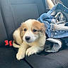 Luna is registered to the contest to win money with this photo: animal, black_seat, car_seat, casual, companion, cozy, cute, denim_jacket, dog, domestic_animal, fur, indoor, pet, puppy, relaxed, resting, seatbelt, small_dog, travel, young_dog
