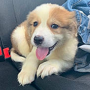 Luna is registered to the contest to win money with this photo: adorable, animal, black_seat, canine, car_seat, closeup, cute, denim_jacket, dog, fluffy, fur, happy, indoors, pet, playful, puppy, resting, seatbelt, tongue_out, young_dog