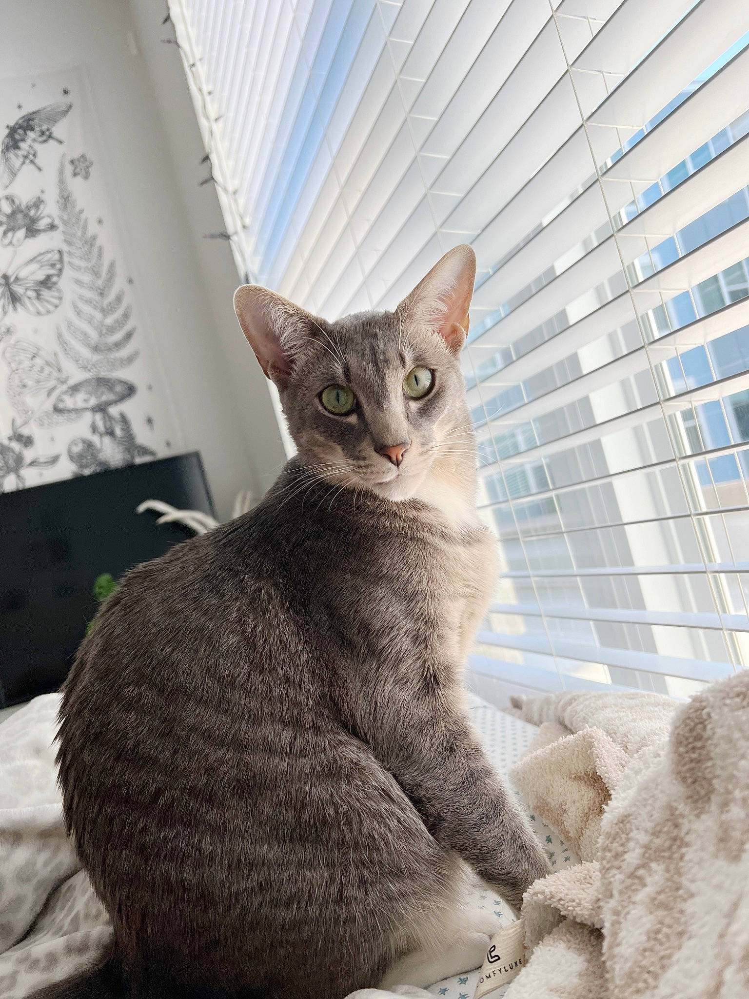 Theo joined the competition — help win amazing prizes! carnivore, cat, claw, comfort, domestic_short_haired_cat, eye, felidae, fur, grey, paw, sitting, small_to_medium_sized_cats, snout, tail, terrestrial_animal, whiskers, wildlife, window