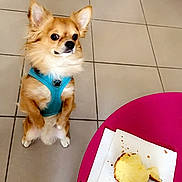 Eliott participe au concours pour gagner de l'argent avec cette photo : dog, small_dog, chihuahua, blue_harness, sitting, begging, cake, partially_eaten, napkin, pink_table, glass, drink, tile_floor, indoor, furniture, looking, pet, cute, waiting, food