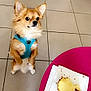 dog, small_dog, chihuahua, blue_harness, sitting, begging, cake, partially_eaten, napkin, pink_table, glass, drink, tile_floor, indoor, furniture, looking, pet, cute, waiting, food