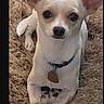 dog, small_dog, white_dog, chihuahua, pet, animal, indoor, carpet, collar, ears, cute, looking_at_camera, fur, domestic_animal, animal_portrait, sitting, front_legs, nose, eyes, tag