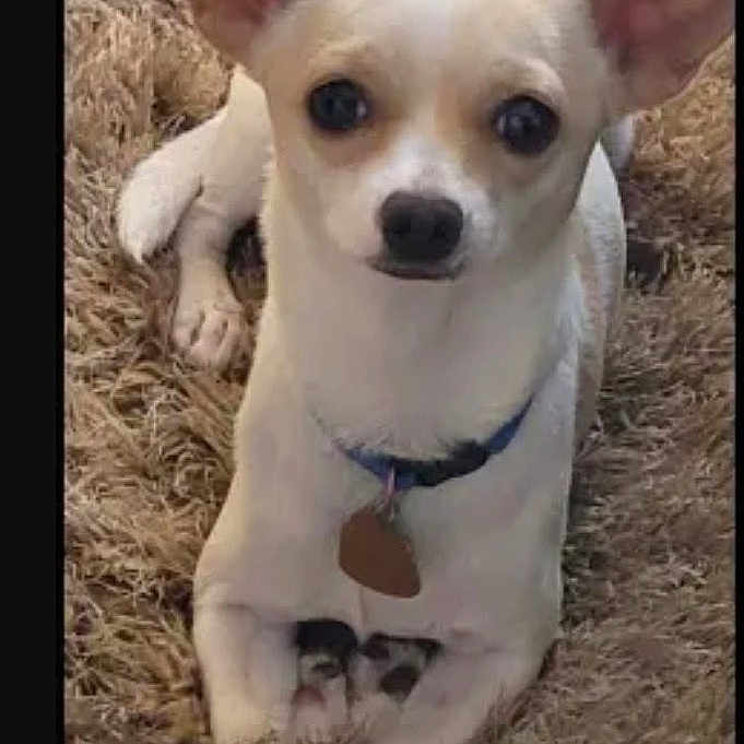 Meatloaf is registered to the contest to win money with this photo: dog, small_dog, white_dog, chihuahua, pet, animal, indoor, carpet, collar, ears, cute, looking_at_camera, fur, domestic_animal, animal_portrait, sitting, front_legs, nose, eyes, tag