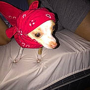 Mike Tyson is registered to the contest to win money with this photo: carnivoran, chihuahua, dog, dog_breed, dog_like_mammal, ear, italian_greyhound, pink, skin, snout