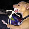 Mike Tyson is registered to the contest to win money with this photo: carnivoran, chihuahua, dog, dog_breed, dog_breed_group, dog_like_mammal, ear, puppy, snout, whiskers