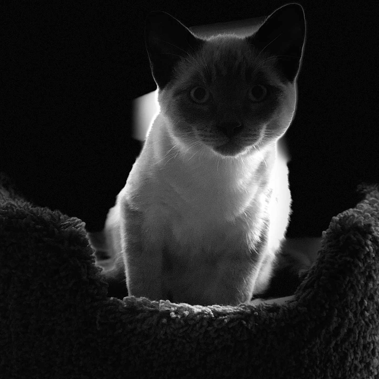 Merlin
