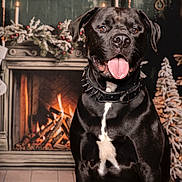 Boiynthon participe au concours pour gagner de l'argent avec cette photo : dog, black_dog, tongue_out, collar, fireplace, holiday_decor, wreath, candles, cozy, indoor, pet, smiling, christmas, winter, festive, fur, animal, portrait, sitting, holiday