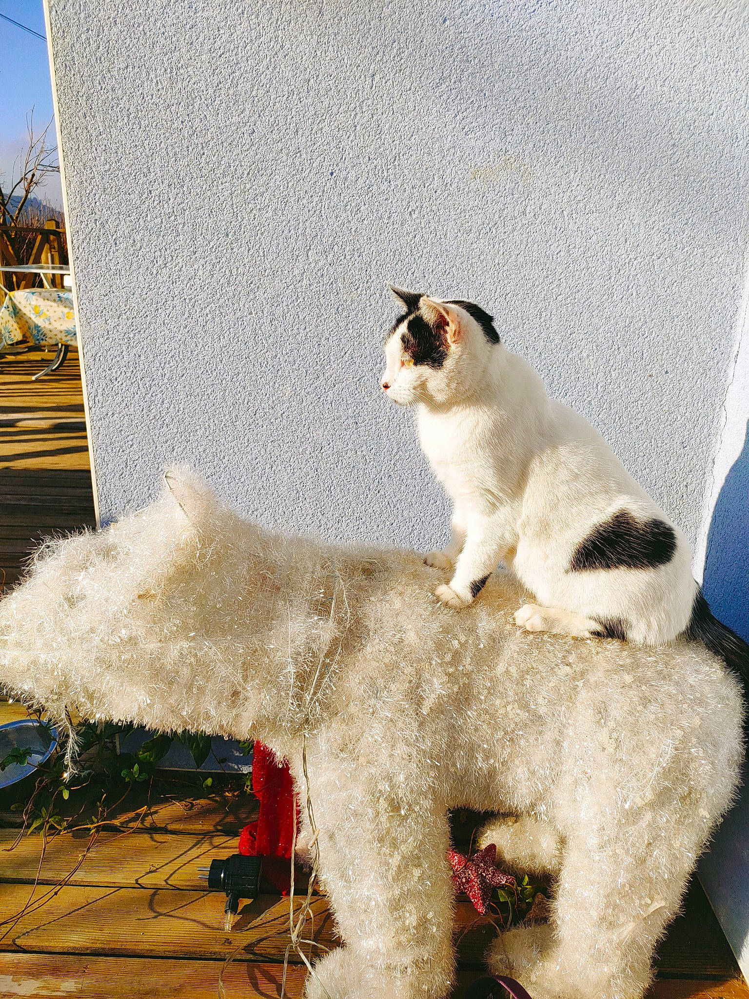 Caly participe au concours pour gagner de l'argent avec cette photo : art, canidae, carnivore, cat, companion_dog, dog_breed, domestic_short_haired_cat, event, eyewear, fawn, felidae, fur, paw, sitting, small_to_medium_sized_cats, snout, tail, terrestrial_animal, toy, whiskers