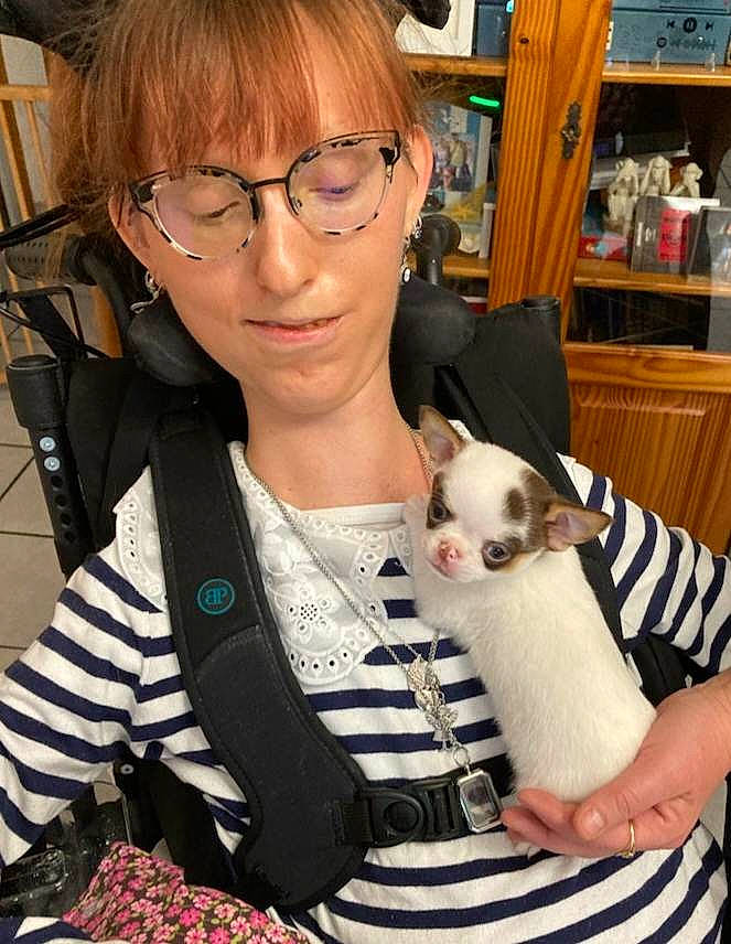 Ukko a rejoint le concours — aidez-le/la à gagner de superbes lots ! bangs, bookcase, canidae, carnivore, chair, companion_dog, dog, dog_breed, eyewear, fashion_accessory, fawn, fur, glasses, pattern, shelf, sitting, sporting_group, toy, toy_dog, vision_care