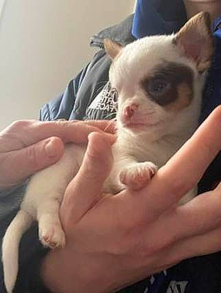 Ukko a rejoint le concours — aidez-le/la à gagner de superbes lots ! carnivore, cat, comfort, ear, eyebrow, eyelash, fawn, felidae, finger, fur, gesture, hand, jaw, mouth, nail, nose, small_to_medium_sized_cats, snout, thumb, whiskers