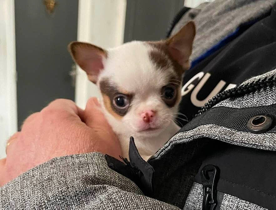 Ukko a rejoint le concours — aidez-le/la à gagner de superbes lots ! baby, carmine, carnivore, chihuahua, close_up, comfort, companion_dog, dog_breed, ear, fawn, felidae, fur, head, linens, pattern, small_to_medium_sized_cats, snout, toy_dog, whiskers, working_animal