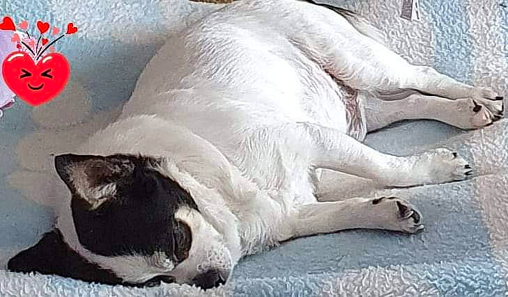 Cookies a rejoint le concours — aidez-le/la à gagner de superbes lots ! canidae, carnivore, cat, felidae, nap, sleep, small_to_medium_sized_cats, snout