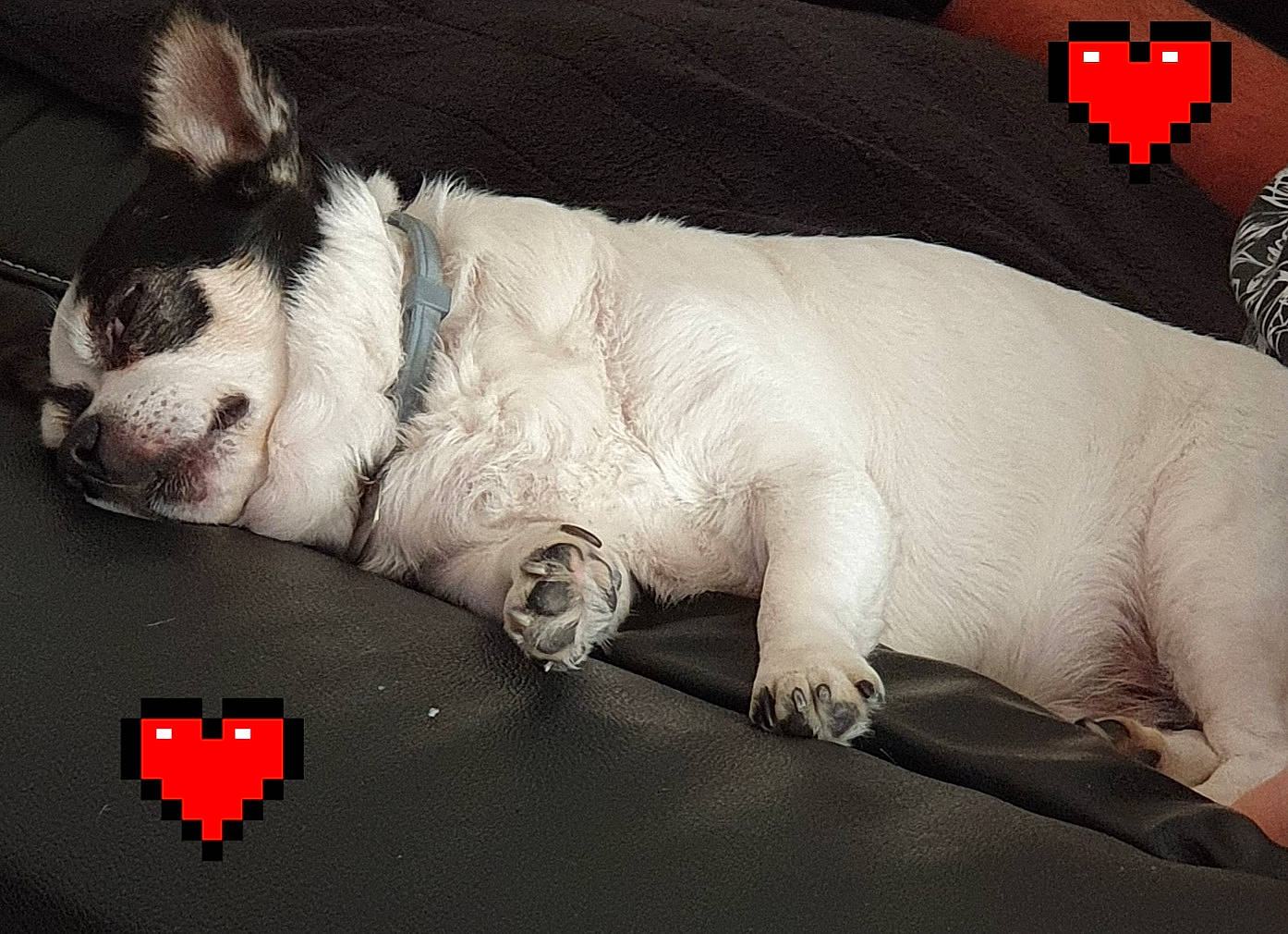 Cookies participe au concours pour gagner de l'argent avec cette photo : carmine, carnivore, comfort, companion_dog, couch, dog, dog_breed, felidae, font, foot, fur, linens, paw, snout, sporting_group, tail, terrestrial_animal, whiskers, white, working_animal