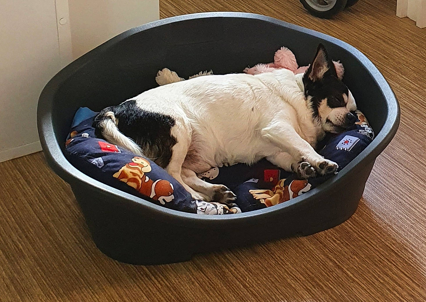 Cookies participe au concours pour gagner de l'argent avec cette photo : bowl, canidae, carnivore, cat_supply, comfort, comfort_food, companion_dog, dog, dog_bed, dog_breed, dog_supply, fawn, felidae, hardwood, pet_supply, sporting_group, tail, tire, tread, wheel