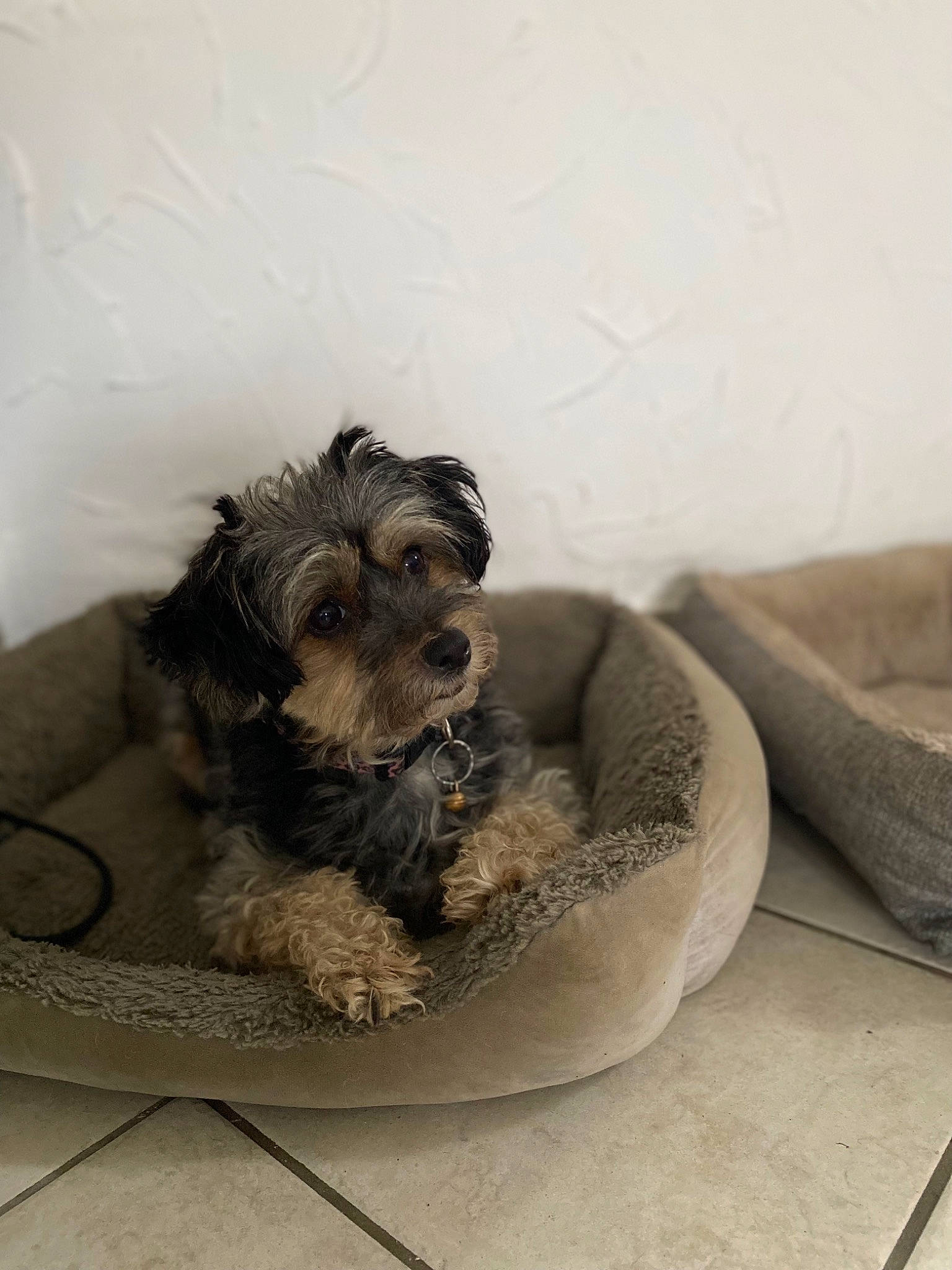 Poupette a rejoint le concours — aidez-le/la à gagner de superbes lots ! canidae, carnivore, comfort, companion_dog, dog, dog_bed, dog_breed, dog_supply, fawn, flooring, fur, liver, paw, pet_supply, small_terrier, sporting_group, terrier, toy_dog, water_dog, working_animal