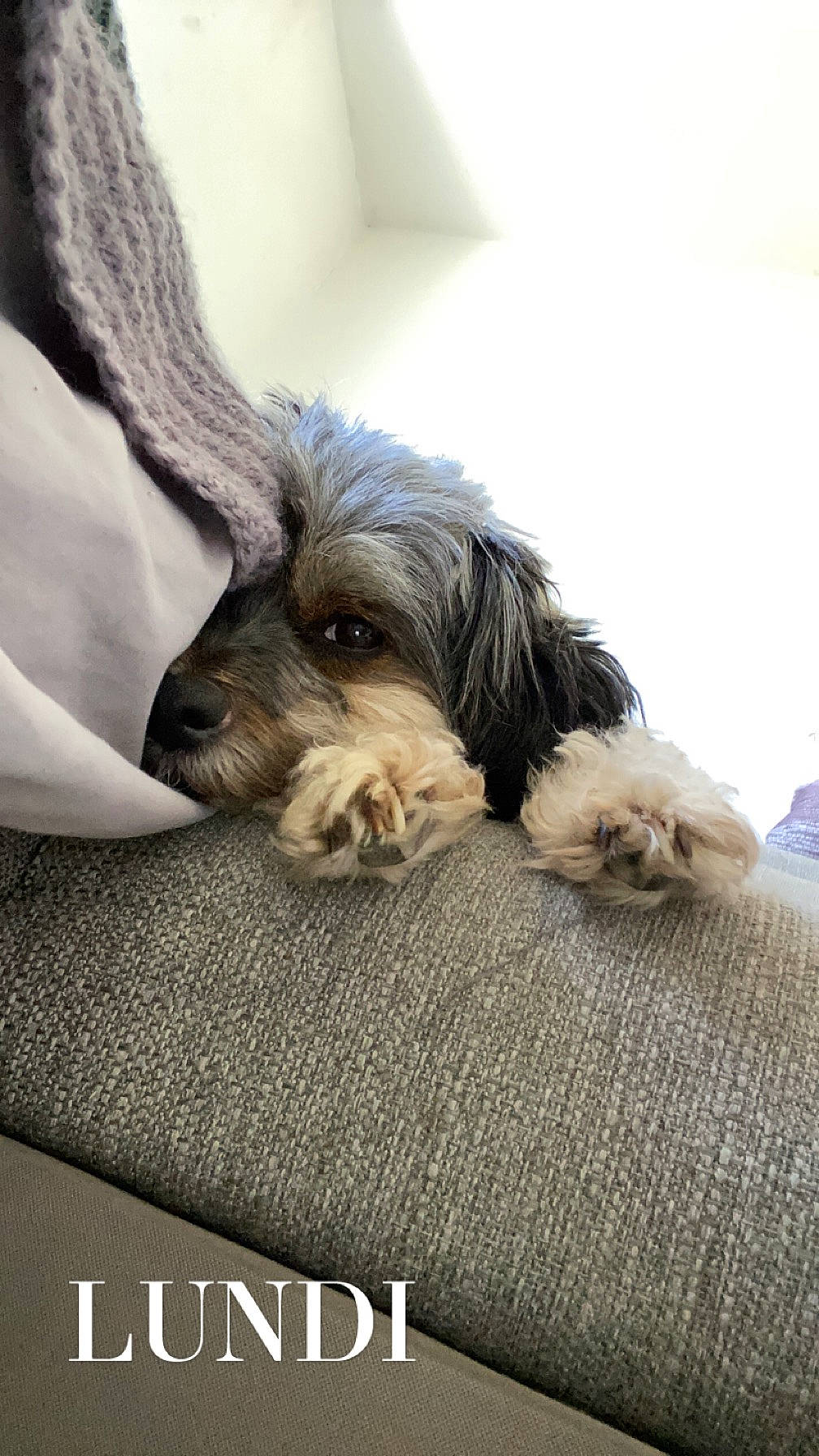 Poupette a rejoint le concours — aidez-le/la à gagner de superbes lots ! canidae, carnivore, comfort, companion_dog, dog, dog_breed, dog_supply, fawn, font, fur, liver, logo, nap, non_sporting_group, small_terrier, snout, sporting_group, terrestrial_animal, toy_dog, working_animal