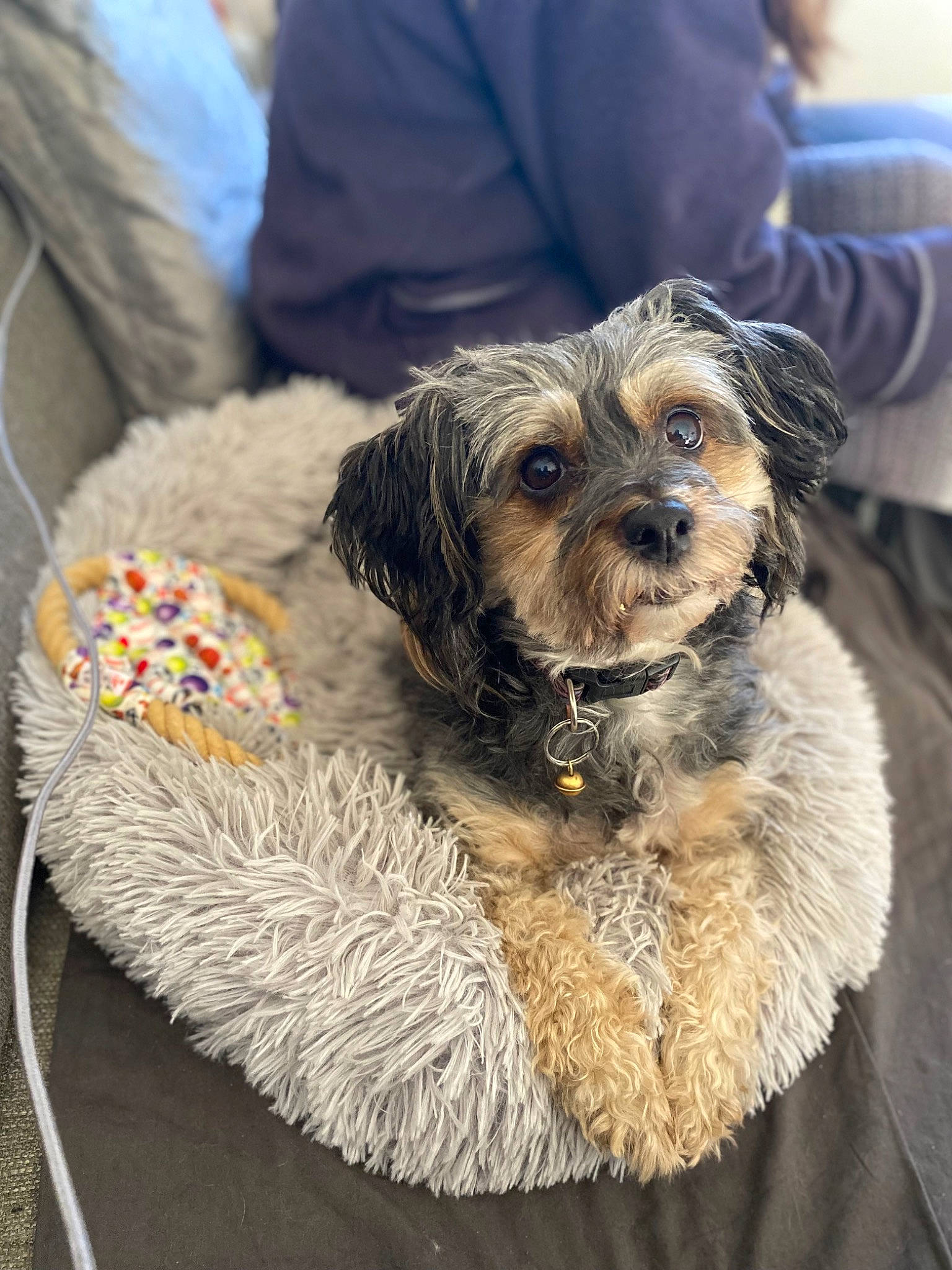 Poupette a rejoint le concours — aidez-le/la à gagner de superbes lots ! border_terrier, canidae, carnivore, collar, companion_dog, dog, dog_breed, dog_collar, fur, hat, leash, pet_supply, puppy_love, small_terrier, snout, sporting_group, terrier, toy_dog, working_animal, yorkipoo