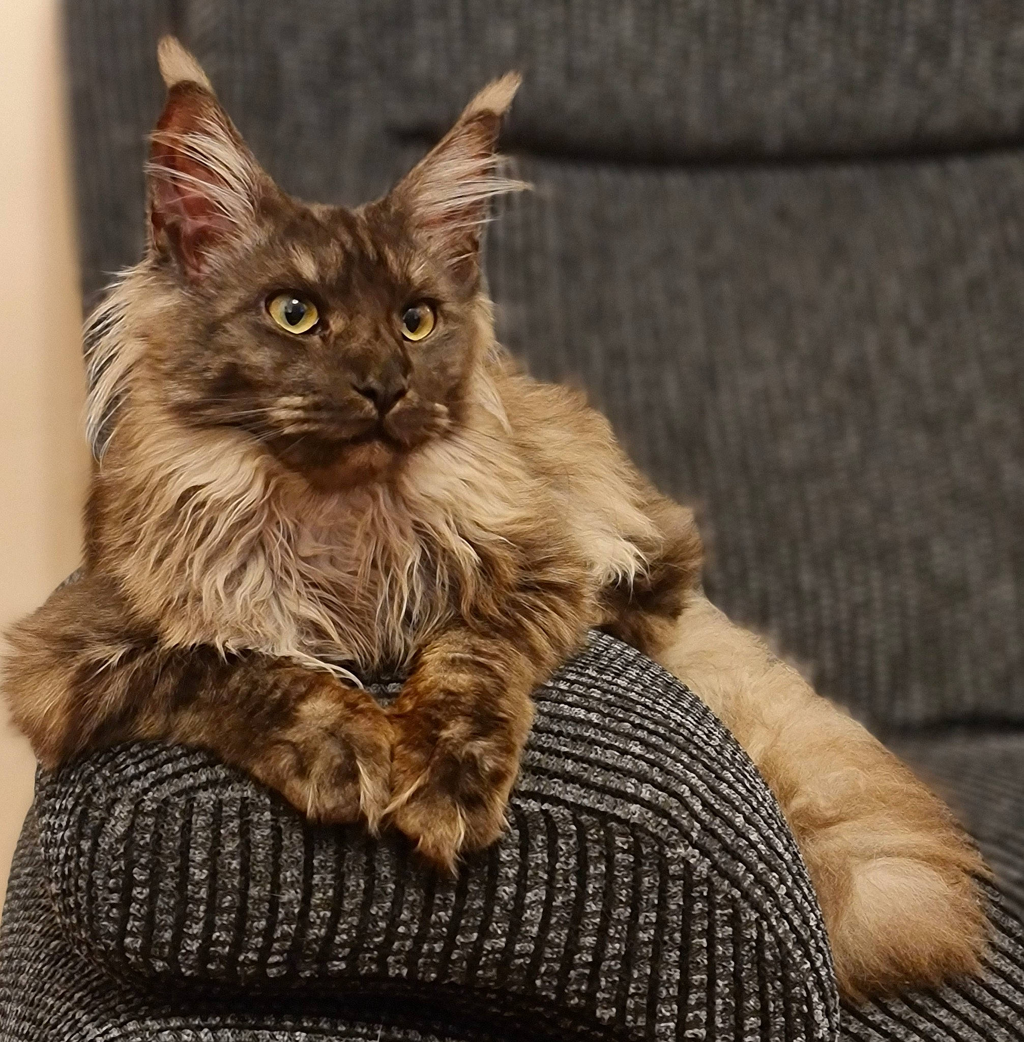 Asha joined the competition — help win amazing prizes! british_longhair, carnivore, cat, cat_supply, claw, domestic_short_haired_cat, fawn, felidae, fur, laperm, maine_coon, pattern, paw, plant, small_to_medium_sized_cats, snout, tail, terrestrial_animal, whiskers, wildlife