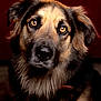 dog, animal, pet, portrait, brown_eyes, fur, closeup, canine, mammal, looking, ears, snout, whiskers, indoor, expression, adorable, fluffy, domestic_animal, head, face