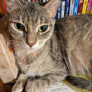 Tater joined the competition — help win amazing prizes! cat, tabby, pet, animal, feline, indoor, bookshelf, paper, wooden_surface, closeup, whiskers, ears, green_eyes, curious, domestic_cat, resting, paw, fur, face, table
