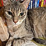 animal, bookshelf, cat, closeup, curious, domestic_cat, ears, face, feline, fur, green_eyes, indoor, paper, paw, pet, resting, tabby, table, whiskers, wooden_surface