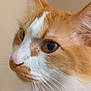 Cracker Jack is registered to the contest to win money with this photo: cat, close_up, profile, orange_cat, white_fur, whiskers, pet, animal, feline, ears, nose, eyes, soft_light, indoor, fur, portrait, cute, domestic_cat, face, whiskers_closeup
