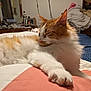 Cracker Jack joined the competition — help win amazing prizes! cat, sleeping, orange_and_white, fluffy, paw, bed, blanket, indoor, cozy, furniture, television, clothing, relaxing, domestic, pet, fur, resting, closeup, home, napping