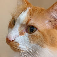 Cracker Jack is registered to the contest to win money with this photo: cat, close_up, profile, orange_cat, white_fur, whiskers, pet, animal, feline, ears, nose, eyes, soft_light, indoor, fur, portrait, cute, domestic_cat, face, whiskers_closeup
