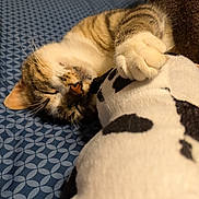 Cody joined the competition — help win amazing prizes! cat, tabby, sleeping, paw, plush_toy, bed, blanket, indoor, cozy, resting, cute, animal, feline, soft, closeup, fur, peaceful, domestic, comfort, toy