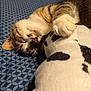 cat, tabby, sleeping, paw, plush_toy, bed, blanket, indoor, cozy, resting, cute, animal, feline, soft, closeup, fur, peaceful, domestic, comfort, toy