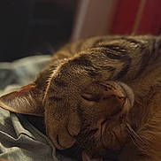 Tigrou participe au concours pour gagner de l'argent avec cette photo : animal, bed, blanket, cat, close_up, cozy, cute, domestic, face, fur, indoor, nap, paw, pet, relaxing, resting, sleeping, soft_light, tabby, whiskers