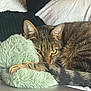 Tigrou a rejoint le concours — aidez-le/la à gagner de superbes lots ! animal, bed, blanket, cat, closeup, cozy, curious, ears, feline, fluffy_pillow, fur, indoor, pet, reflection, relaxed, resting, sleepy, tabby_cat, tail, whiskers
