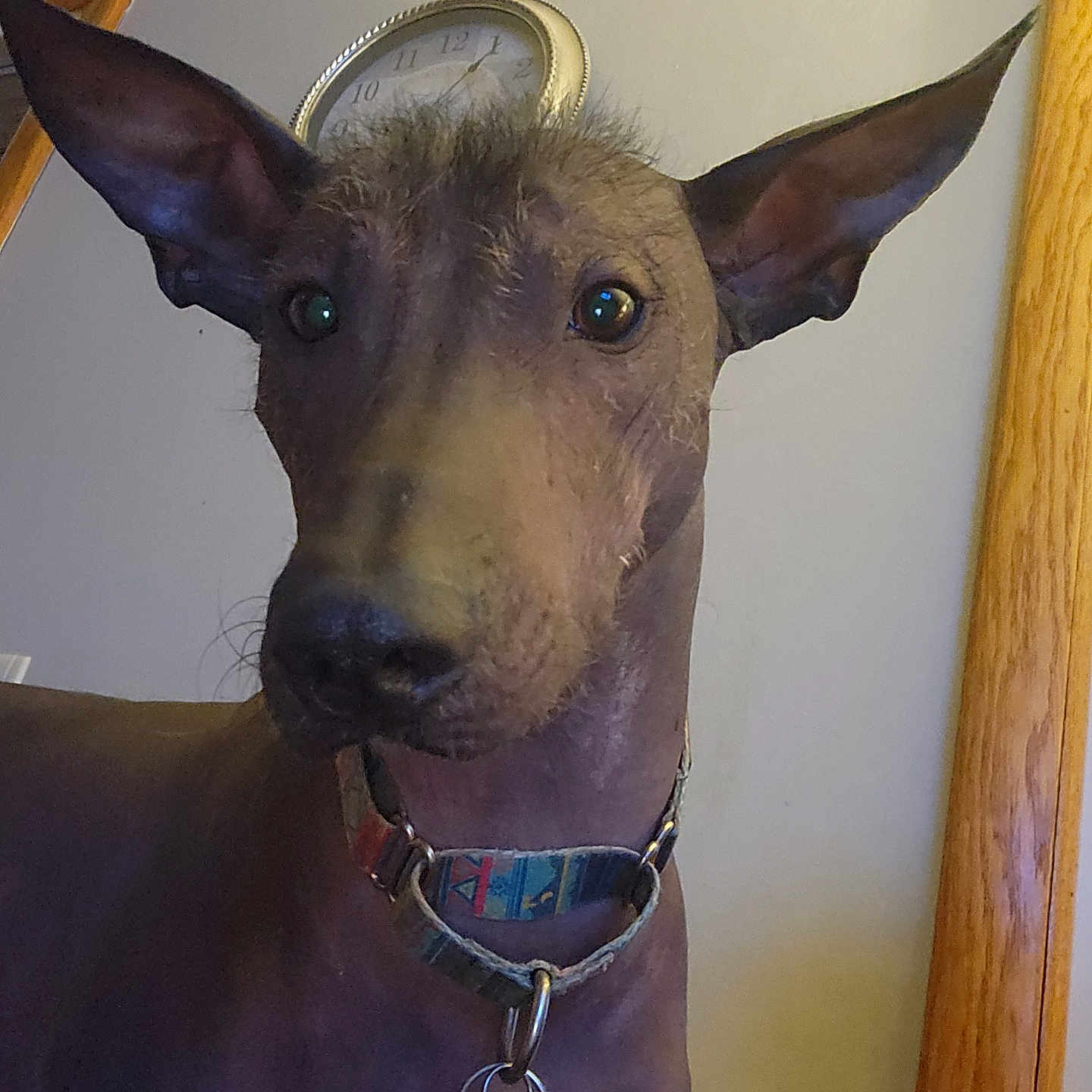 Astro