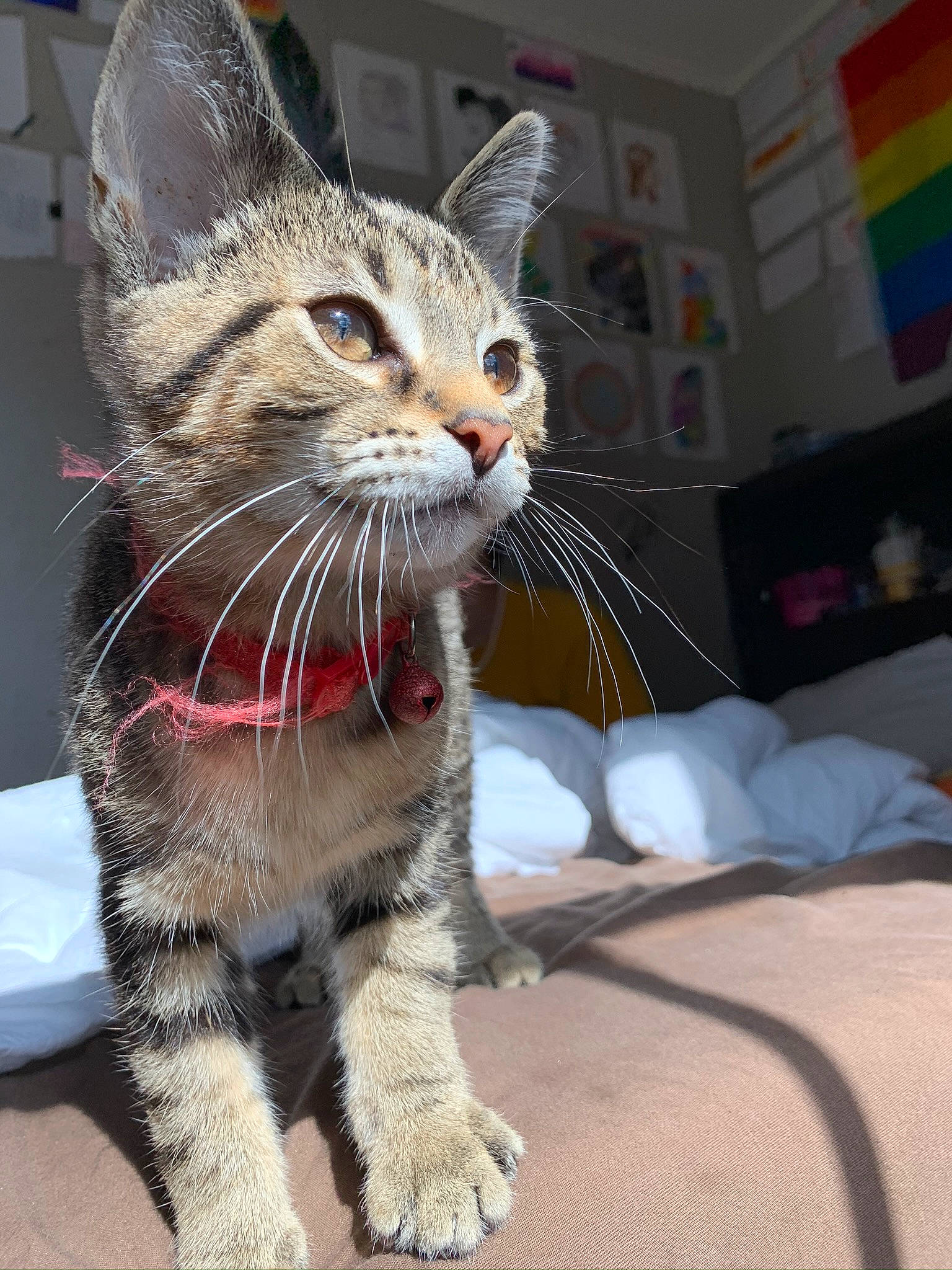 Topanga is registered to the contest to win money with this photo: aegean_cat, american_shorthair, american_wirehair, asian, carnivore, cat, claw, domestic_short_haired_cat, dragon_li, ear, european_shorthair, felidae, kitten, mammal, ocicat, pixie_bob, small_to_medium_sized_cats, snout, tabby_cat, whiskers