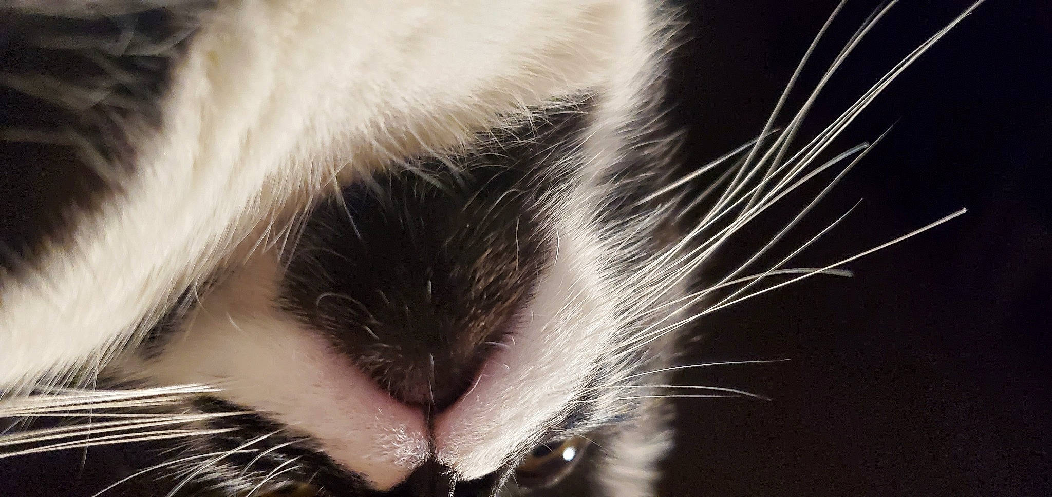 Chaton participe au concours pour gagner de l'argent avec cette photo : carnivore, cat, claw, close_up, cloud, domestic_short_haired_cat, eyelash, felidae, fur, macro_photography, monochrome, monochrome_photography, nose, paw, plant, sky, small_to_medium_sized_cats, snout, tail, whiskers