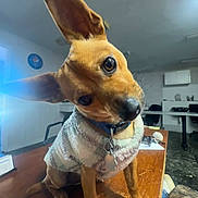 Loki is registered to the contest to win money with this photo: brown_fur, chair, coat, collar, curious, dog, ears, floor, furniture, head_tilt, indoor, light, pet, room, small_dog, sweater, table, tag, window, wooden_table