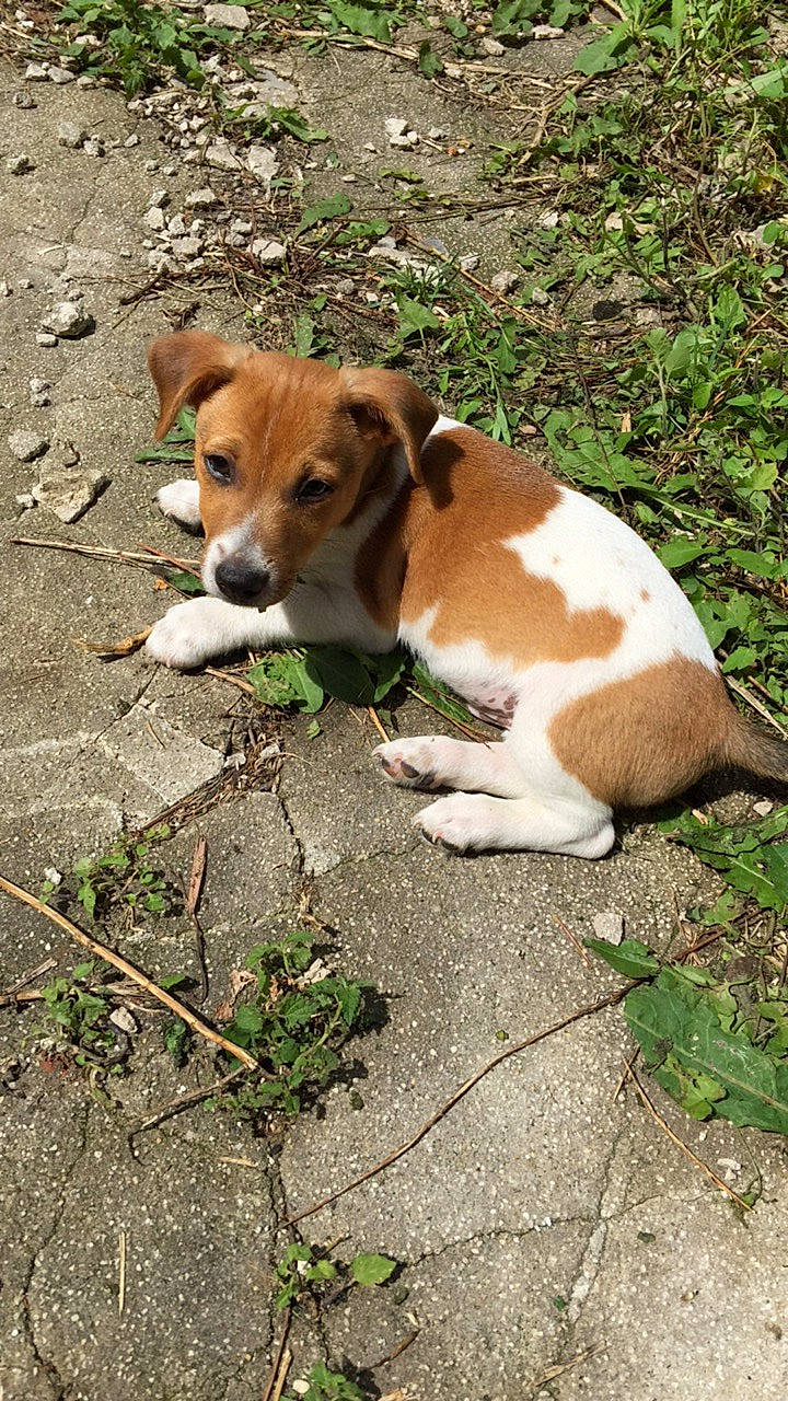 Navy a rejoint le concours — aidez-le/la à gagner de superbes lots ! canidae, carnivore, companion_dog, dog, dog_breed, fawn, grass, groundcover, hound, hunting_dog, irishjacks, plant, snout, sporting_group, tail, terrestrial_animal, working_animal