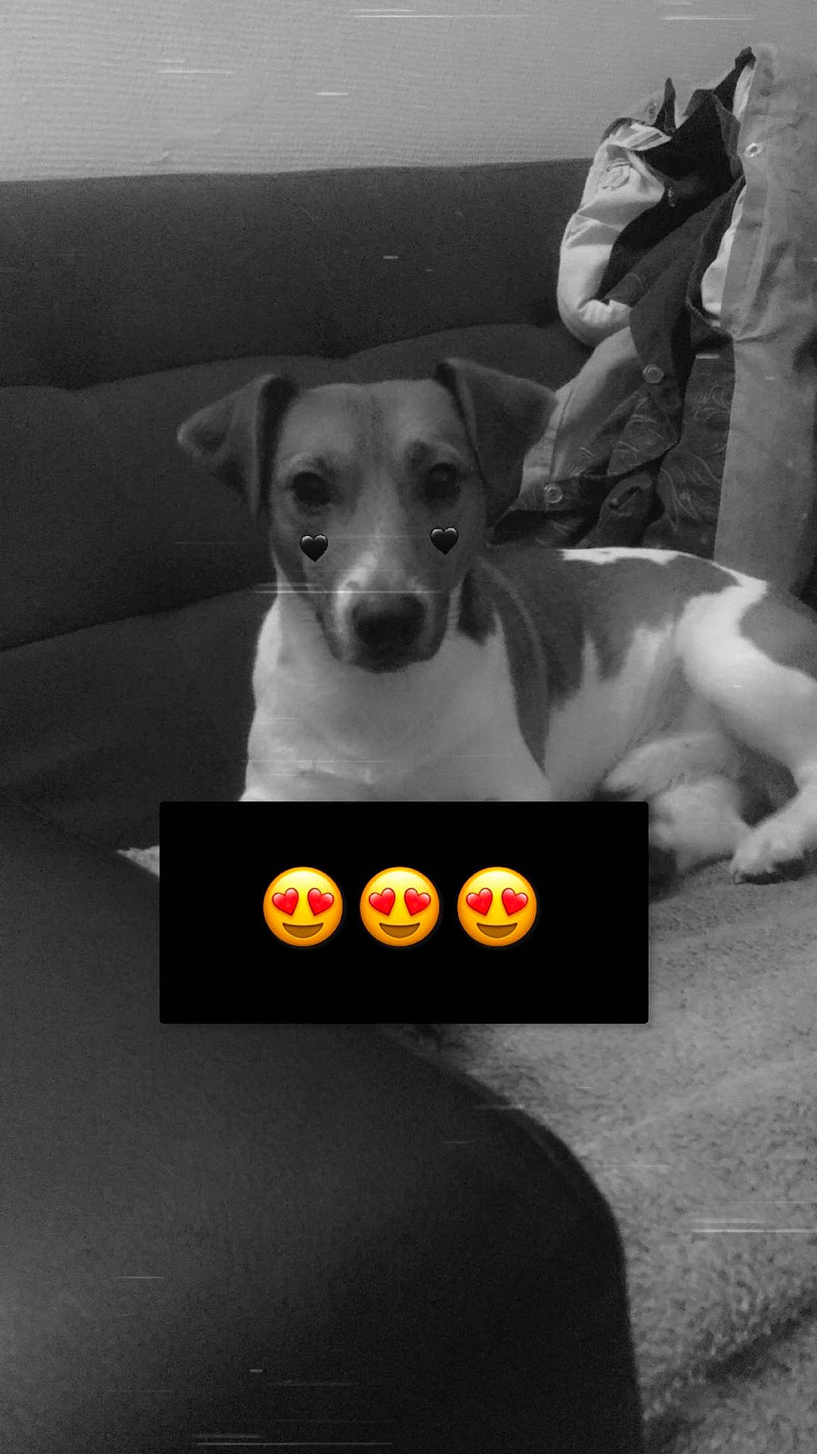 Navy a rejoint le concours — aidez-le/la à gagner de superbes lots ! canidae, carnivore, comfort, companion_dog, darkness, dog, dog_breed, font, logo, monochrome_photography, paw, photo_caption, snout, sporting_group, white