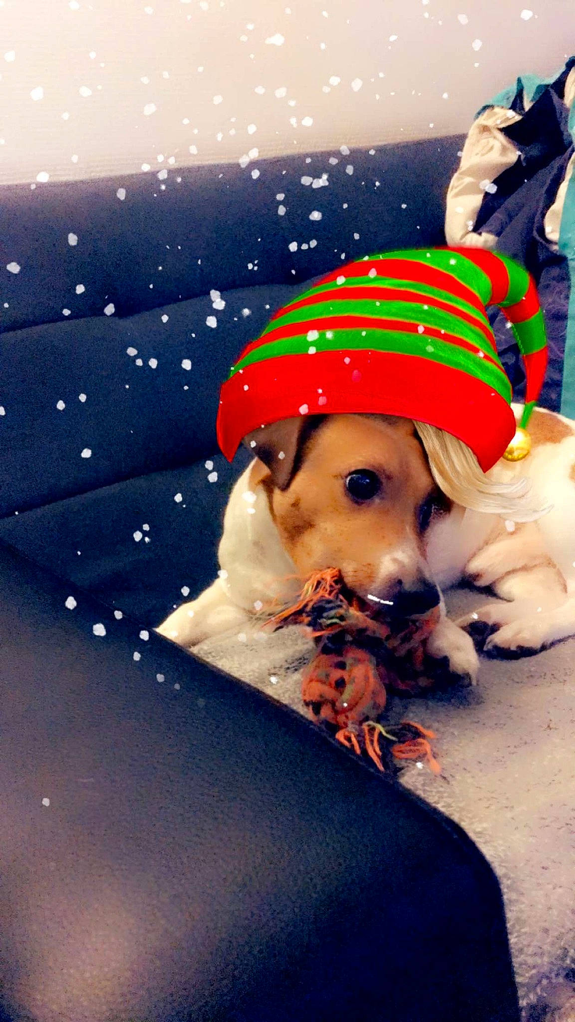 Navy participe au concours pour gagner de l'argent avec cette photo : cap, carmine, child, christmas, christmas_eve, companion_dog, costume_hat, event, fawn, fictional_character, fun, fur, happy, holiday, pattern, sitting, sky, textile, toddler, winter