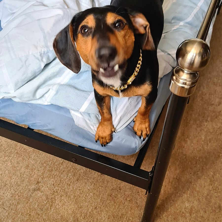 Boomer joined the competition — help win amazing prizes! animal, canine, dog, dogbed, hound, maceclub, pet, puppy, weapon