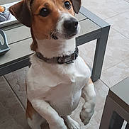 Milou participe au concours pour gagner de l'argent avec cette photo : brazilian_terrier, carnivoran, danish_swedish_farmdog, dog, dog_breed, dog_breed_group, dog_like_mammal, jack_russell_terrier, puppy, russell_terrier, snout, vertebrate