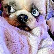 Blue is registered to the contest to win money with this photo: dog, close_up, blue_eye, heterochromia, knitted_blanket, purple, cozy, fur, pet, cute, snuggle, portrait, animal, indoor, soft_texture, warm, nose, face, resting, relaxed