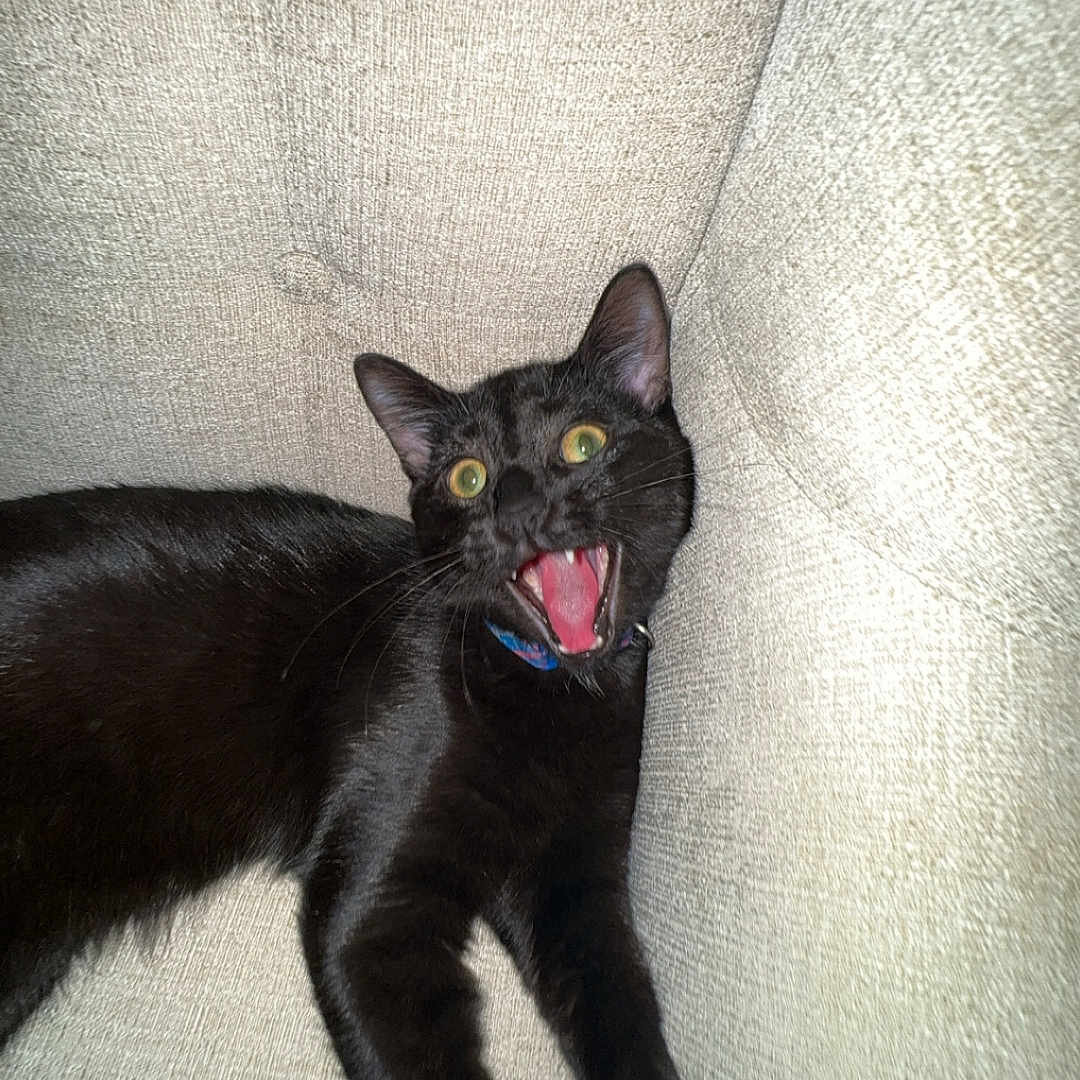 Boo is registered to the contest to win money with this photo: animal, architecture, armchair, blackcat, bodypart, building, cat, chair, couch, furniture, homedecor, indoors, kitten, livingroom, manx, mouth, person, pet, teeth, tongue