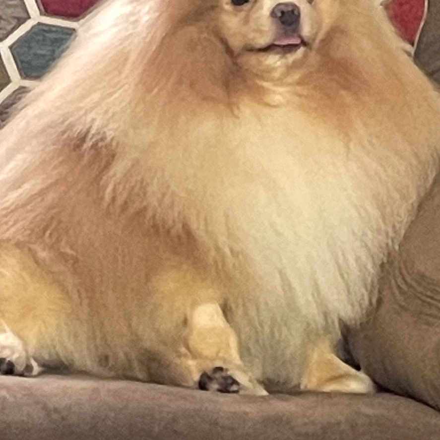 Wofie
