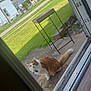 cat, orange_and_white, collar, doormat, doorway, sidewalk, grass, house, neighborhood, outdoor, sunny, table, curious, pet, animal, fence, residential, daylight, greenery, concrete