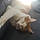 Alfie